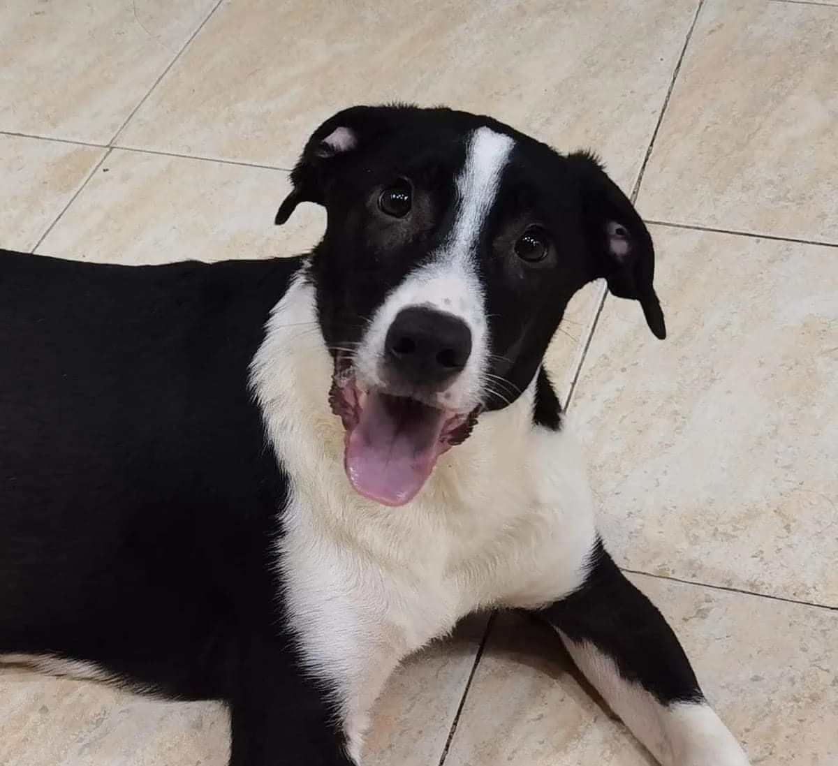 Bentley — Cross-breed