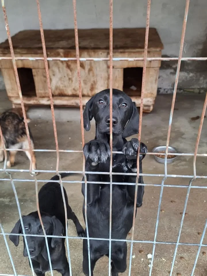 Lottie and Lucy — Labrador Retriever Crosses