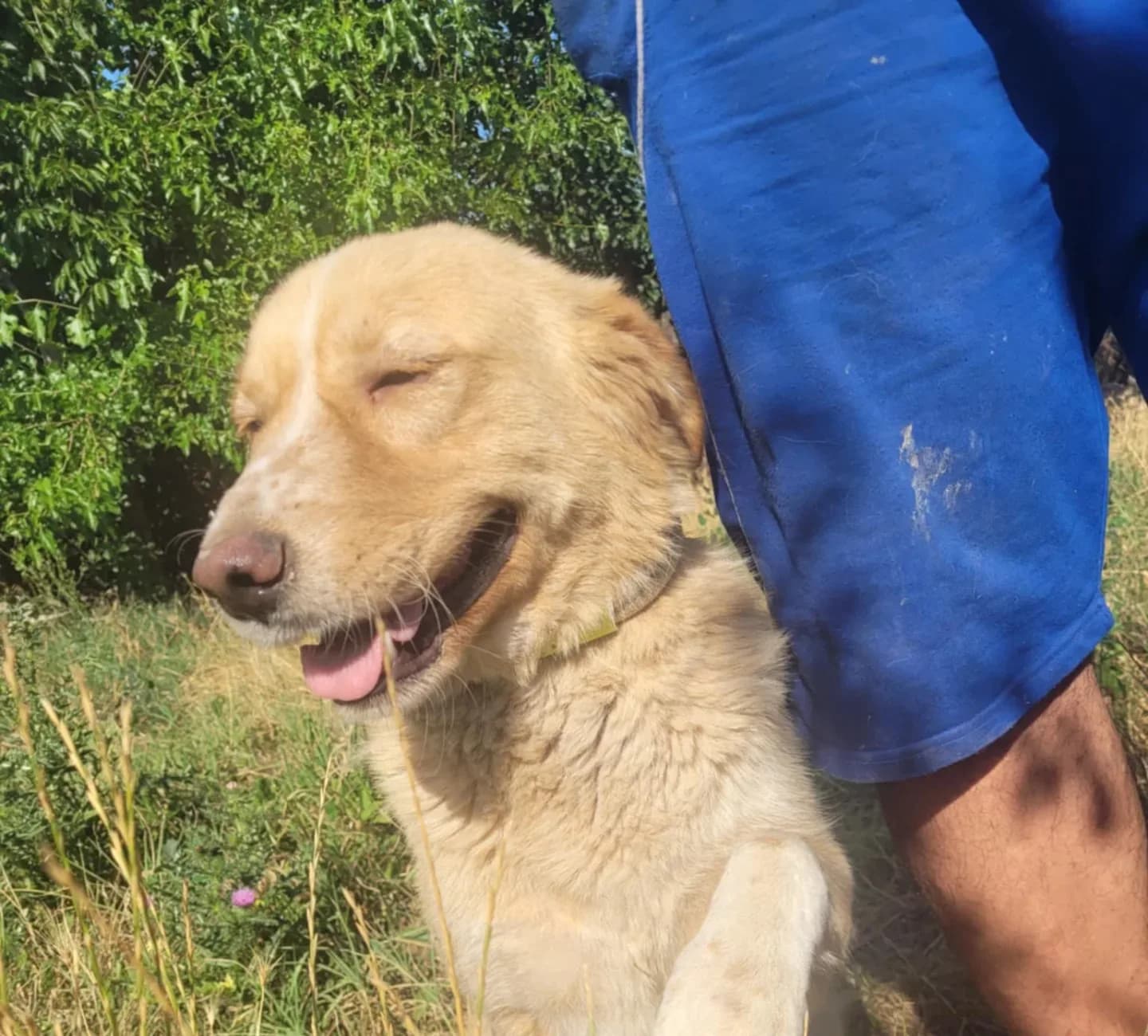 Jerry — Cross-breed