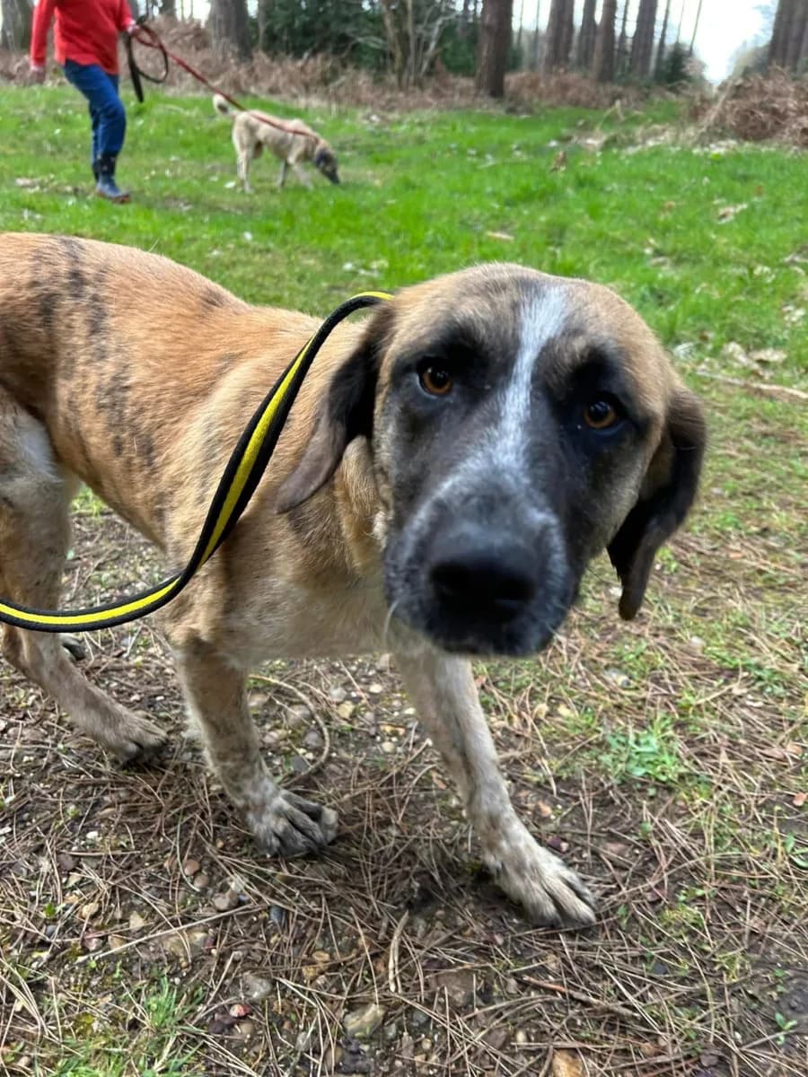 Darcy — Cross-breed