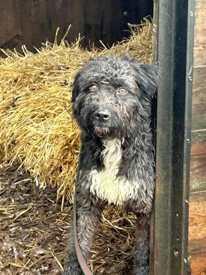 Colby — Cross-breed