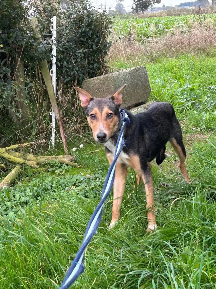 Oscar — Cross-breed