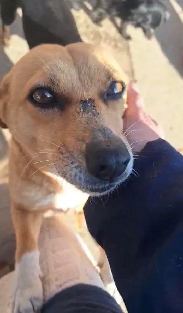 Golda — Cross-breed