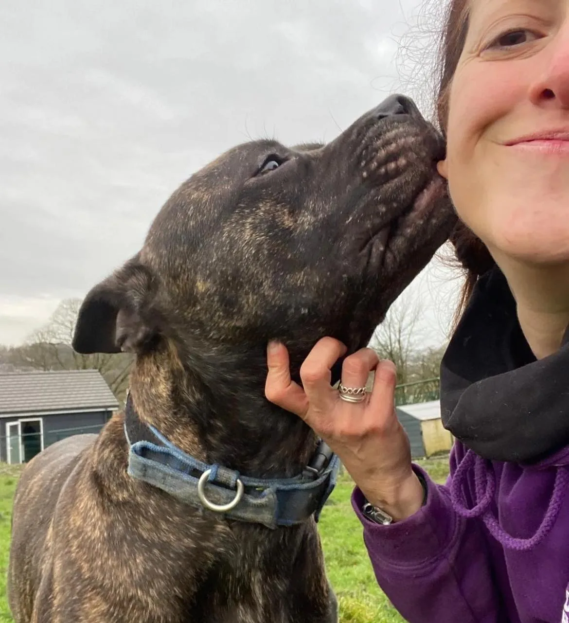 Pablo — Cross-breed