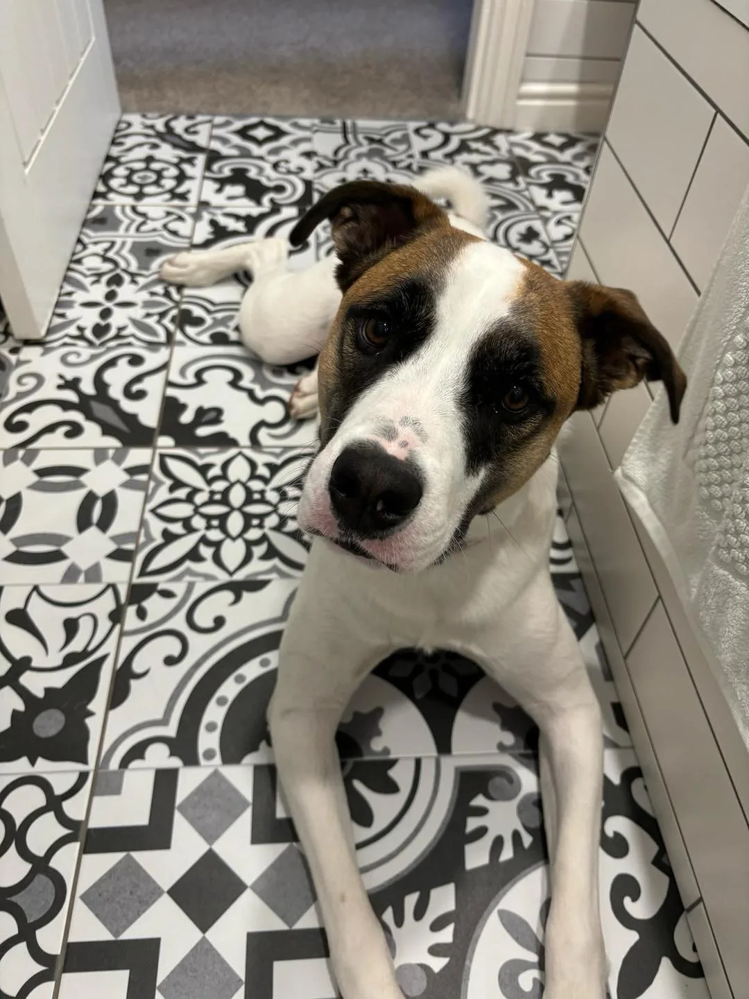 Lana — Cross-breed