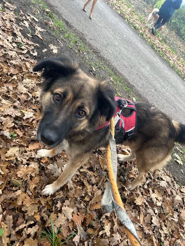 Sidney — Cross-breed