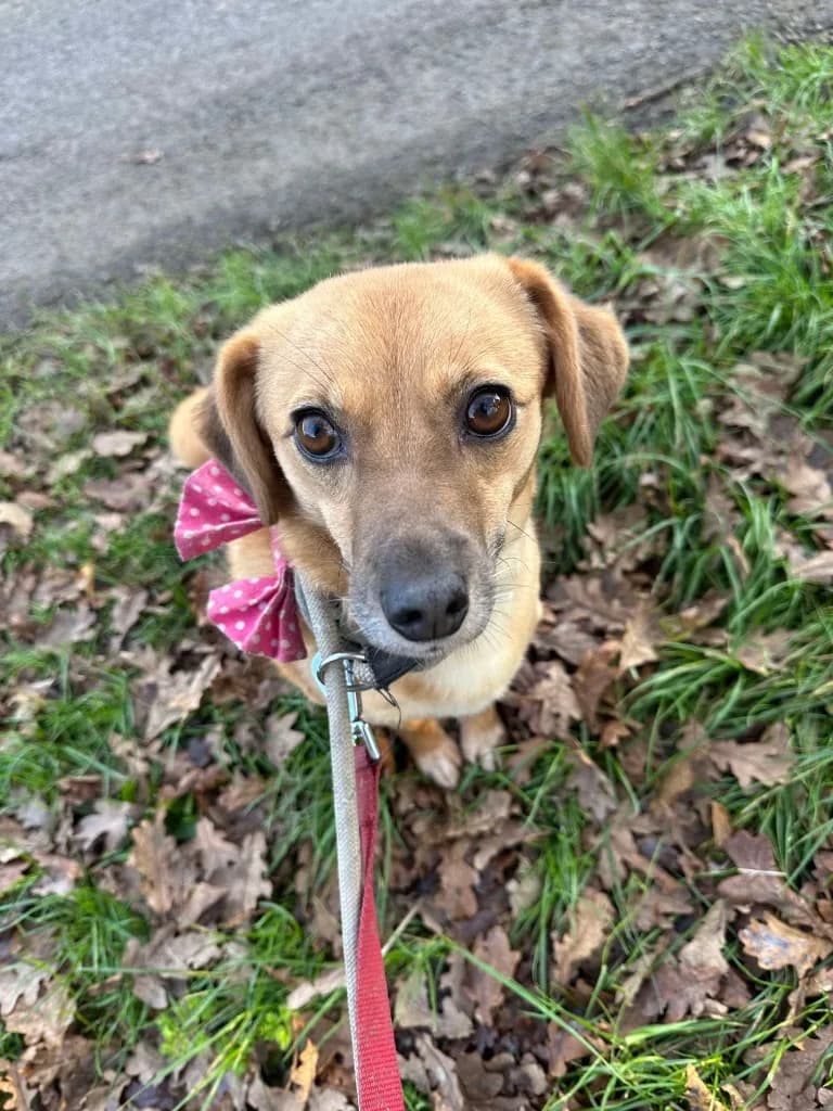 Irish — Cross-breed