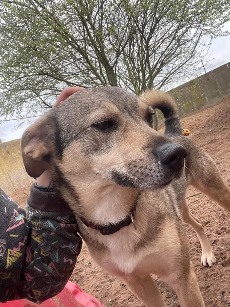 Archie — Cross-breed