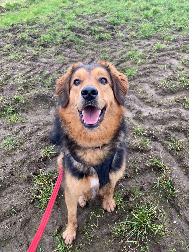 Derry — Cross-breed