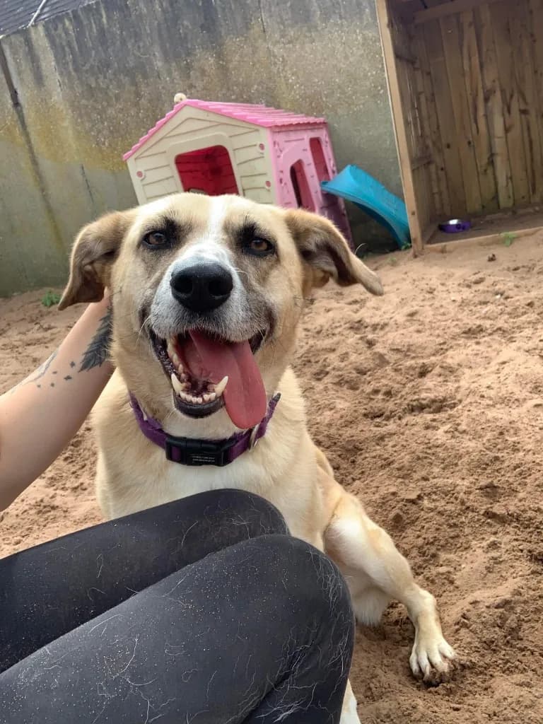 Ruma — Mixed Breed