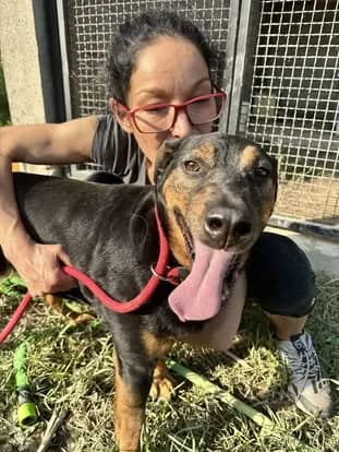 Maveric — Cross-breed