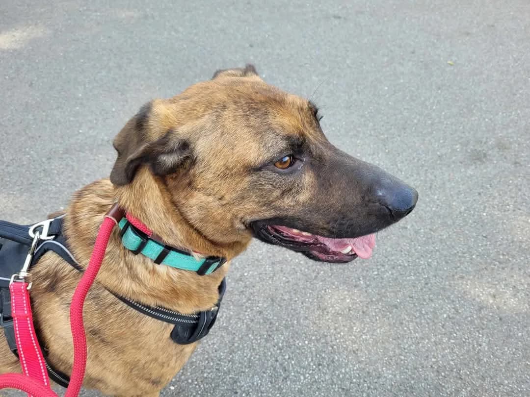 Monty — Cross-breed