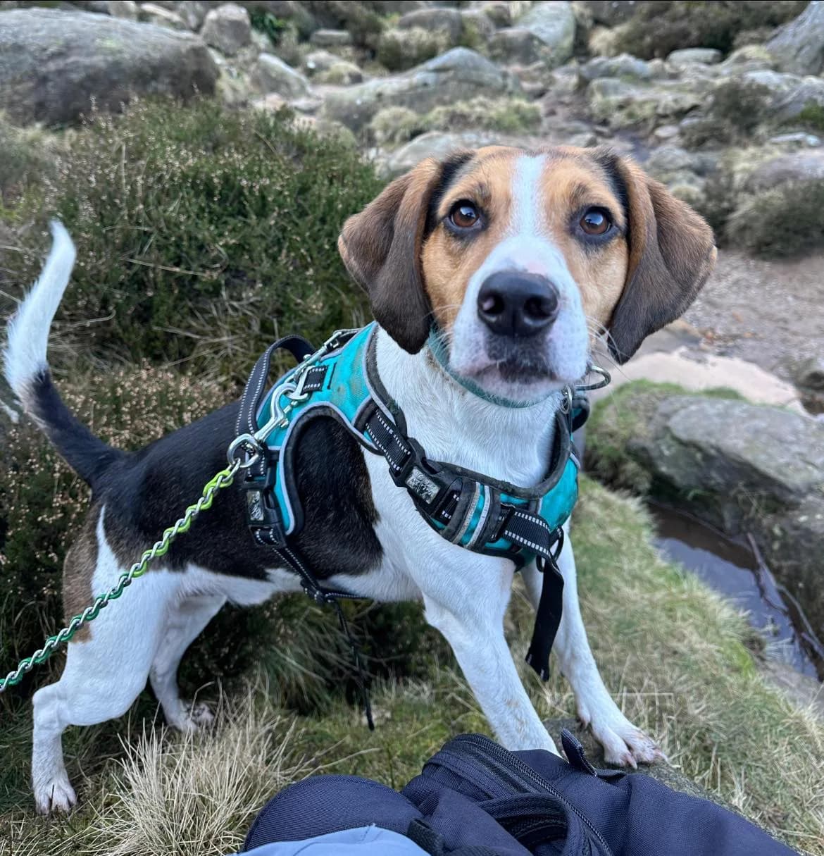 Hiro — Harrier Hound Cross Beagle
