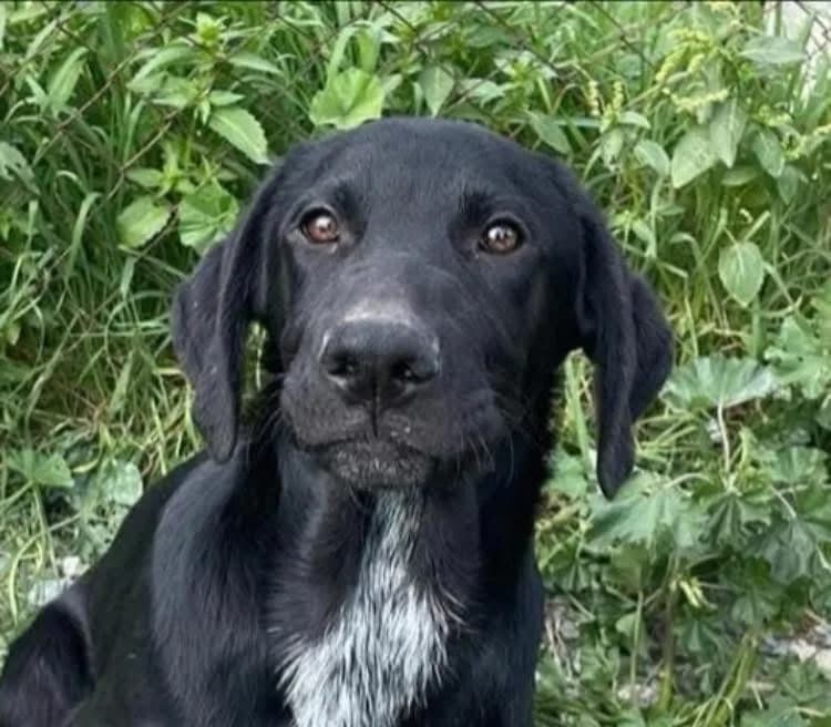 Kyra — Labrador Retriever Cross