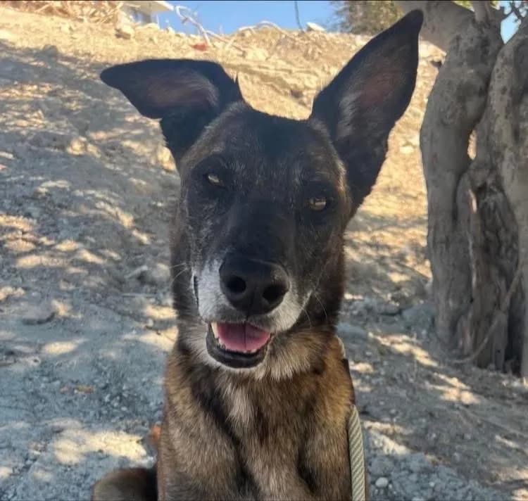 Morits — Cross-breed