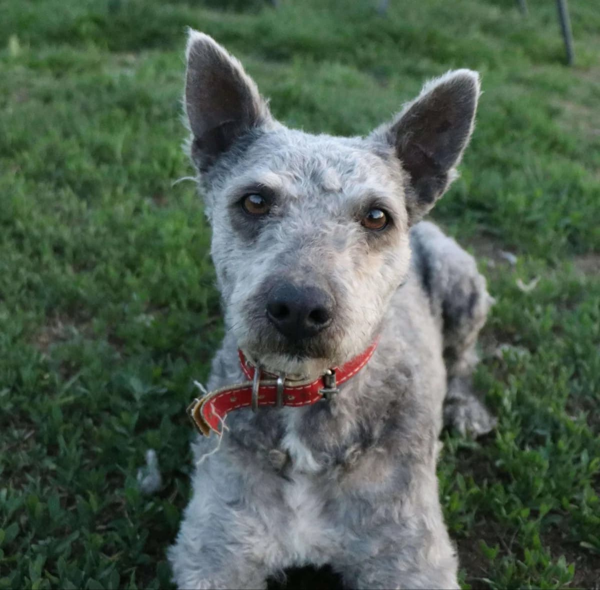 Spirit — Cross-breed