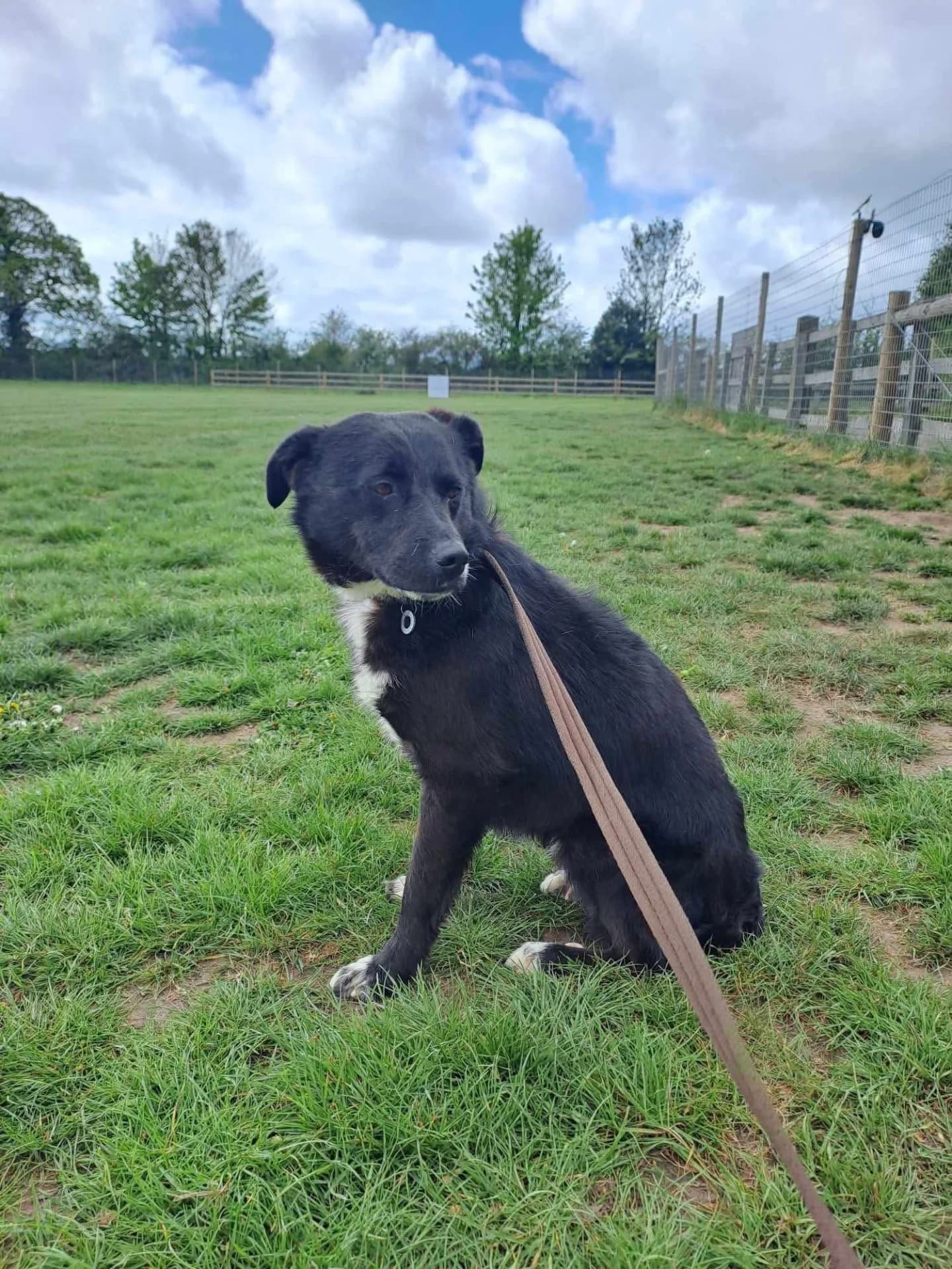 Bobbin — Cross-breed