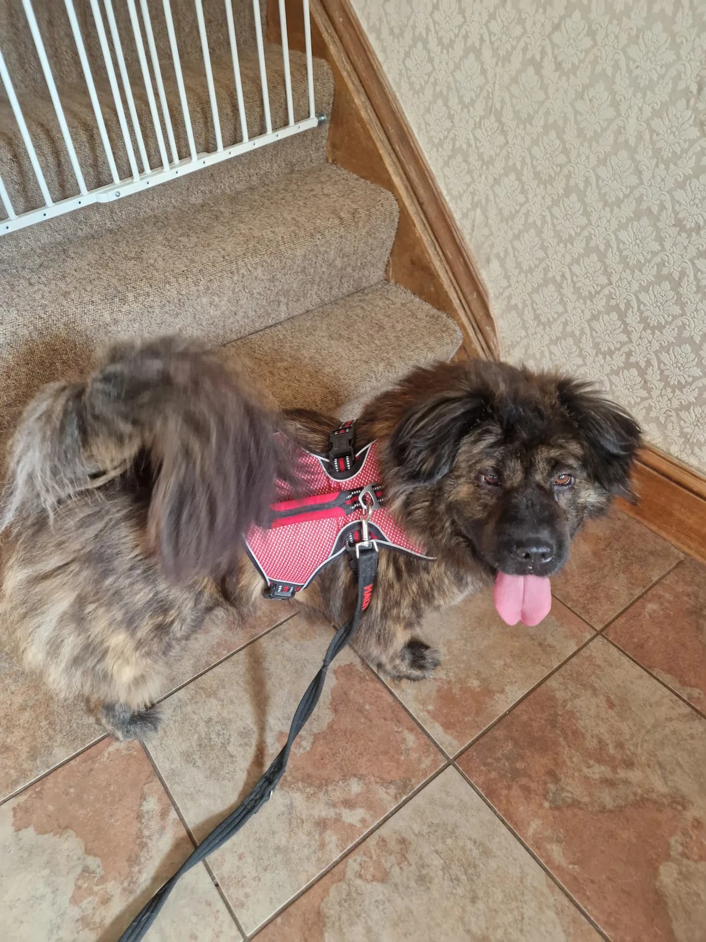 Molly — Chow Chow Cross