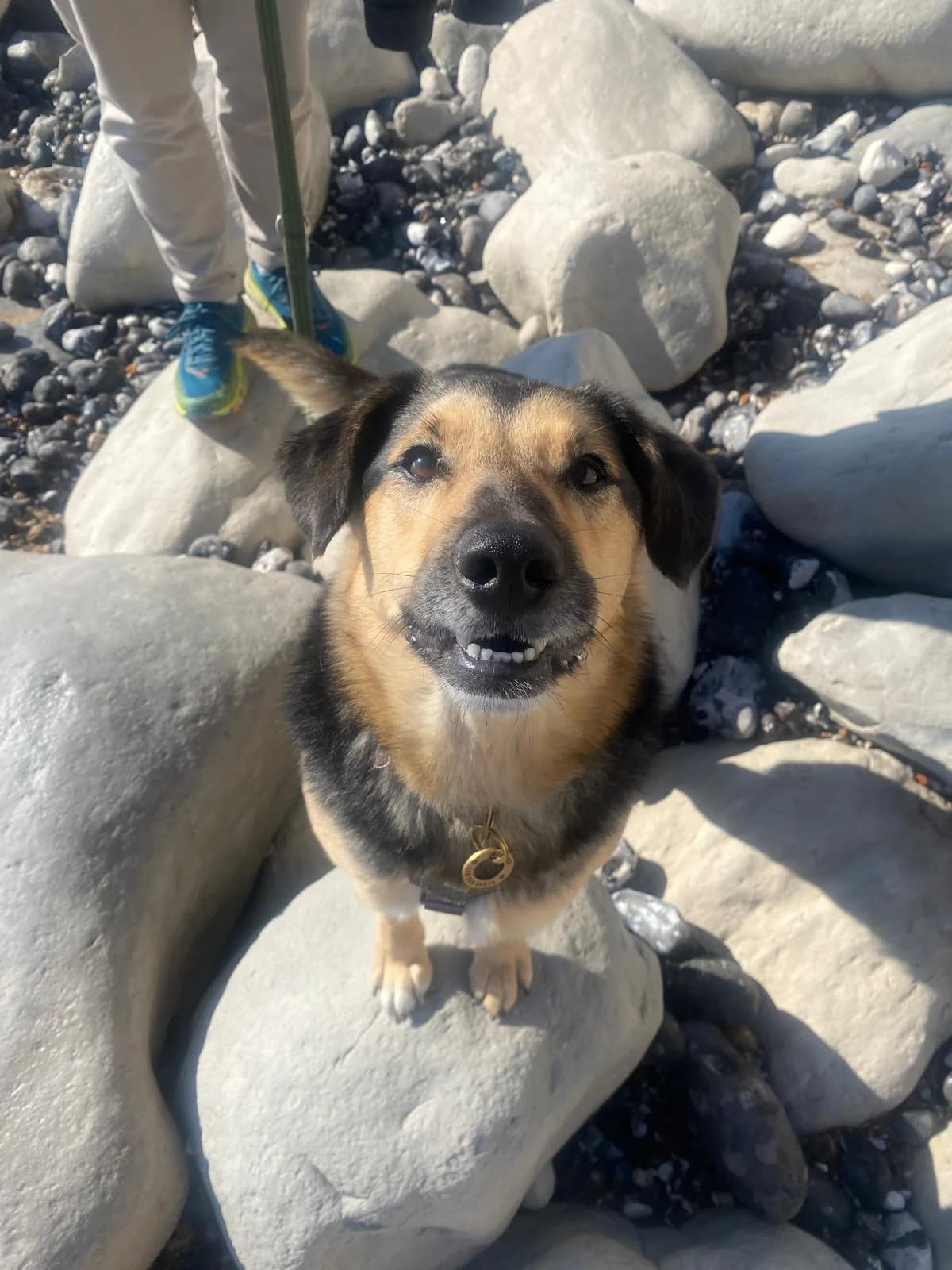 Baks — Cross-breed