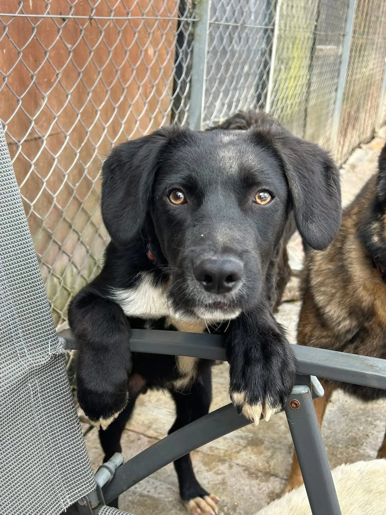 Barney — Cross-breed