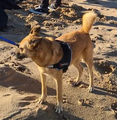 Jess — Cross-breed