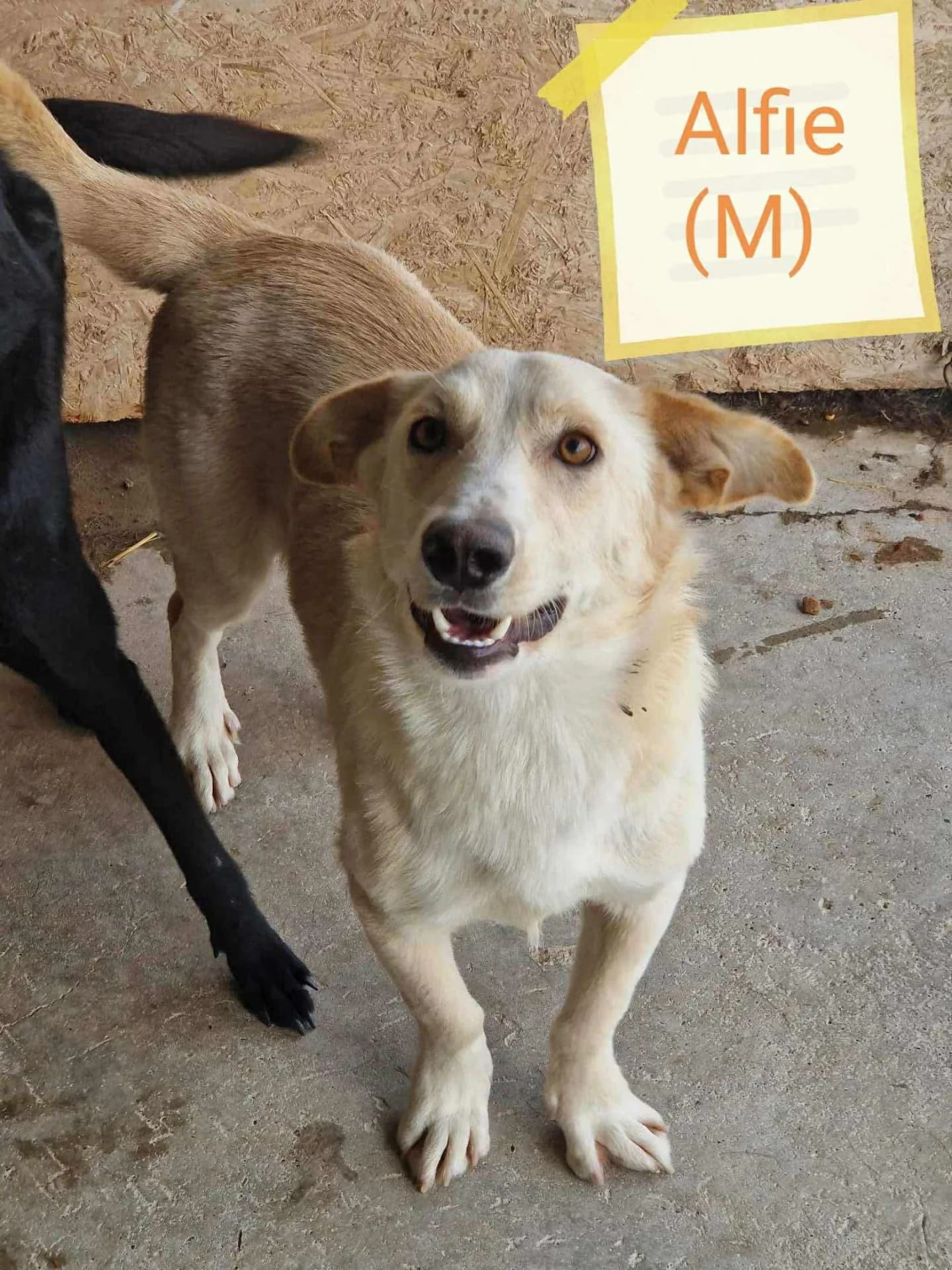 Alfie — Cross-breed