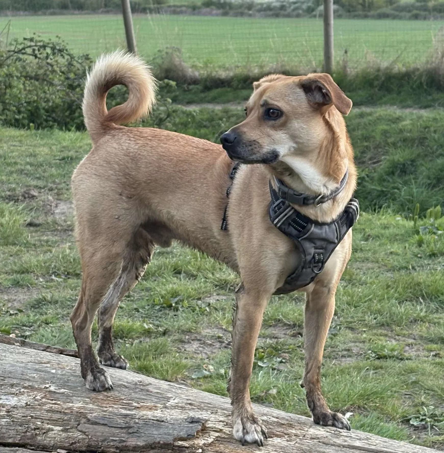 Jack — Cross-breed