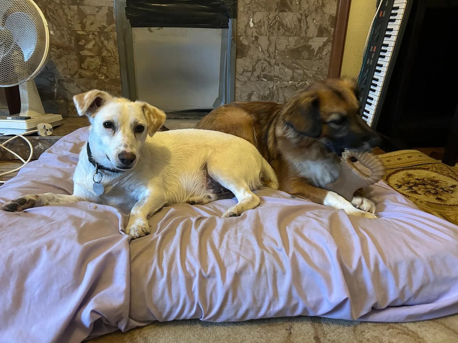 Chance — Cross-breed