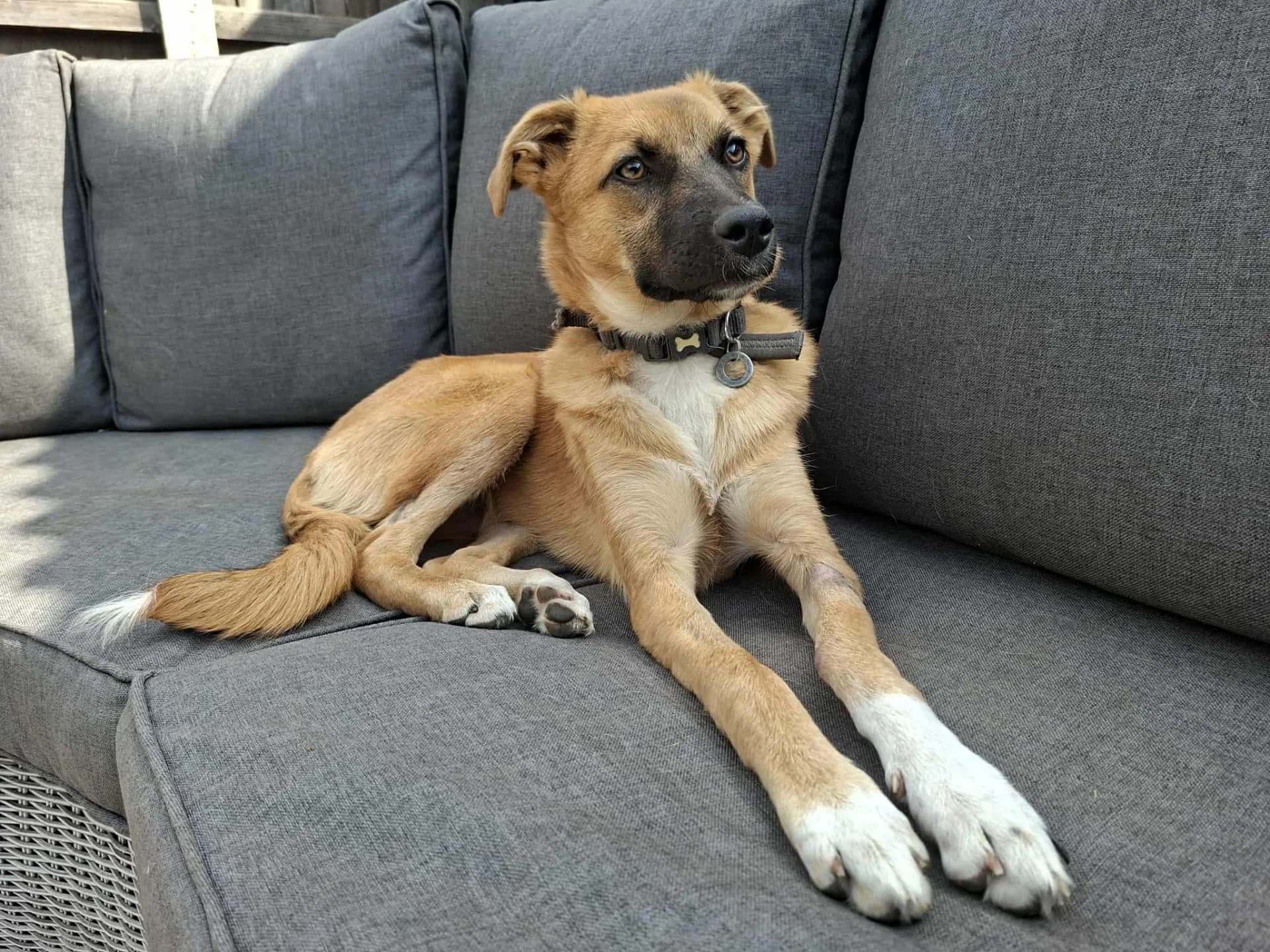 Lindsay — Cross-breed