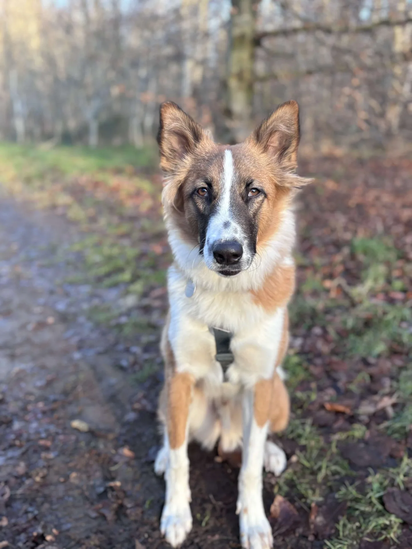 Noche — Cross-breed