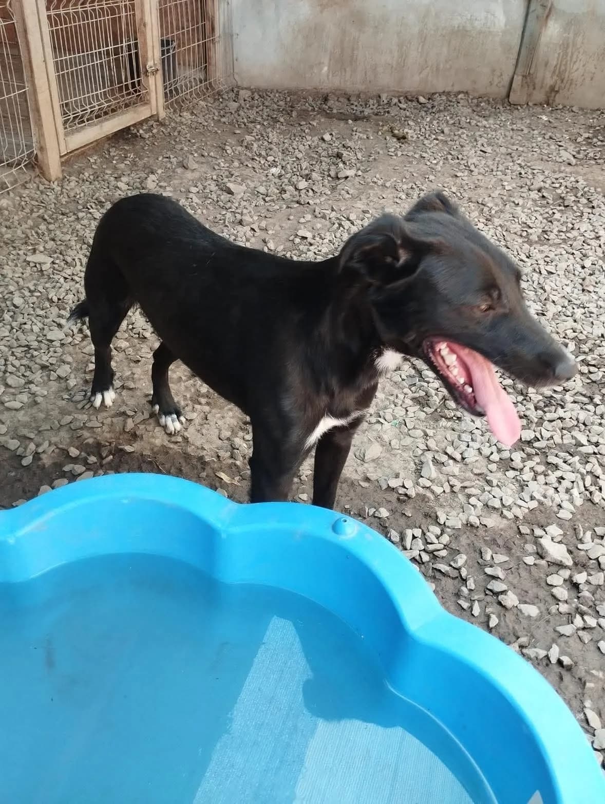 Rupert — Cross-breed