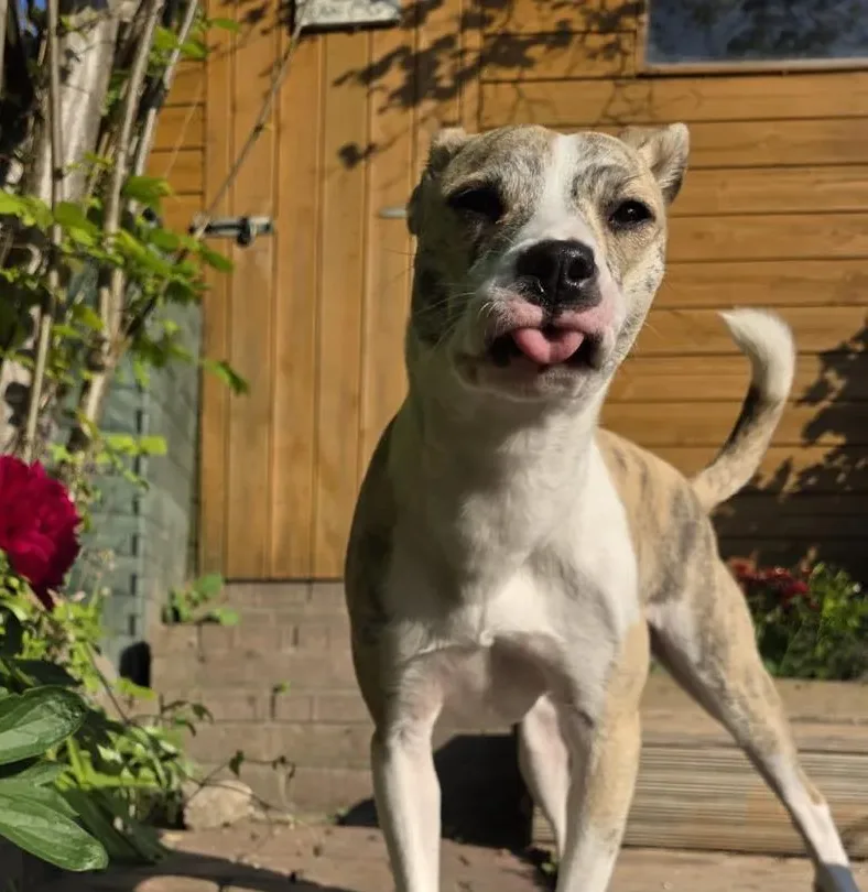 Leah — Terrier Cross