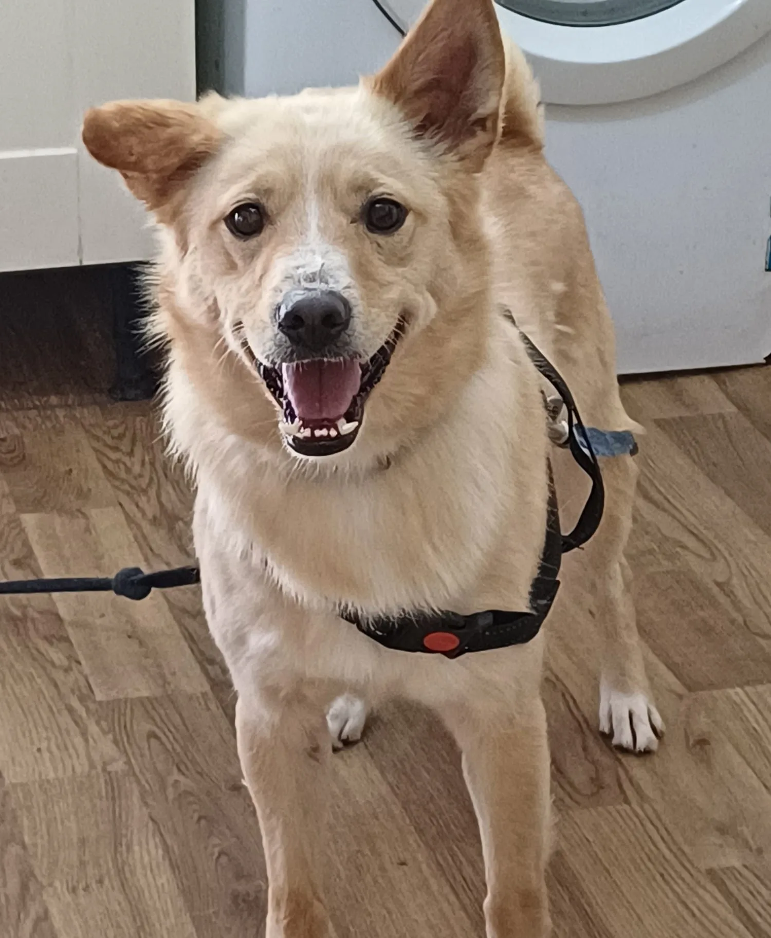 Truffles — Cross-breed