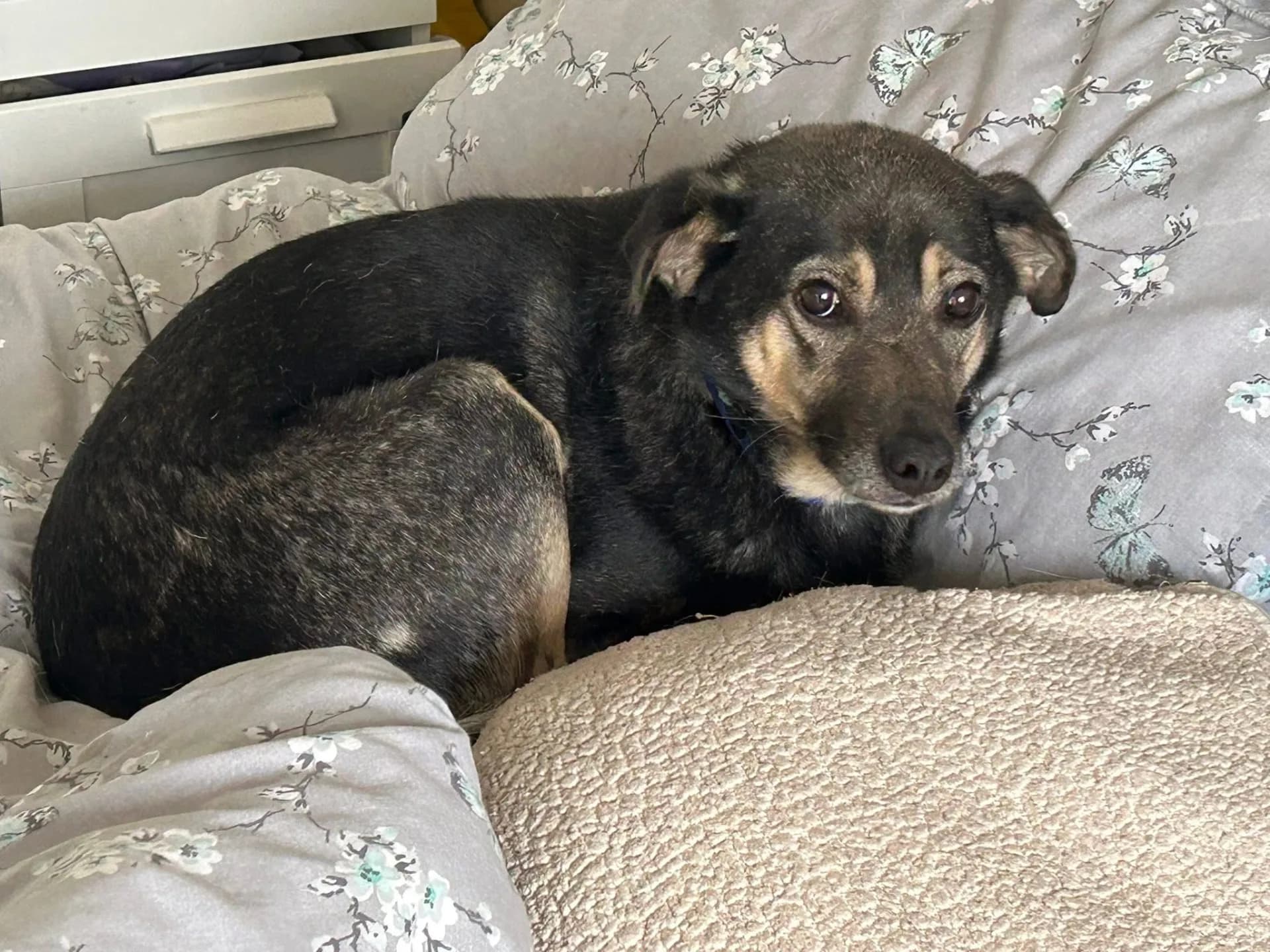 Joey — Cross-breed