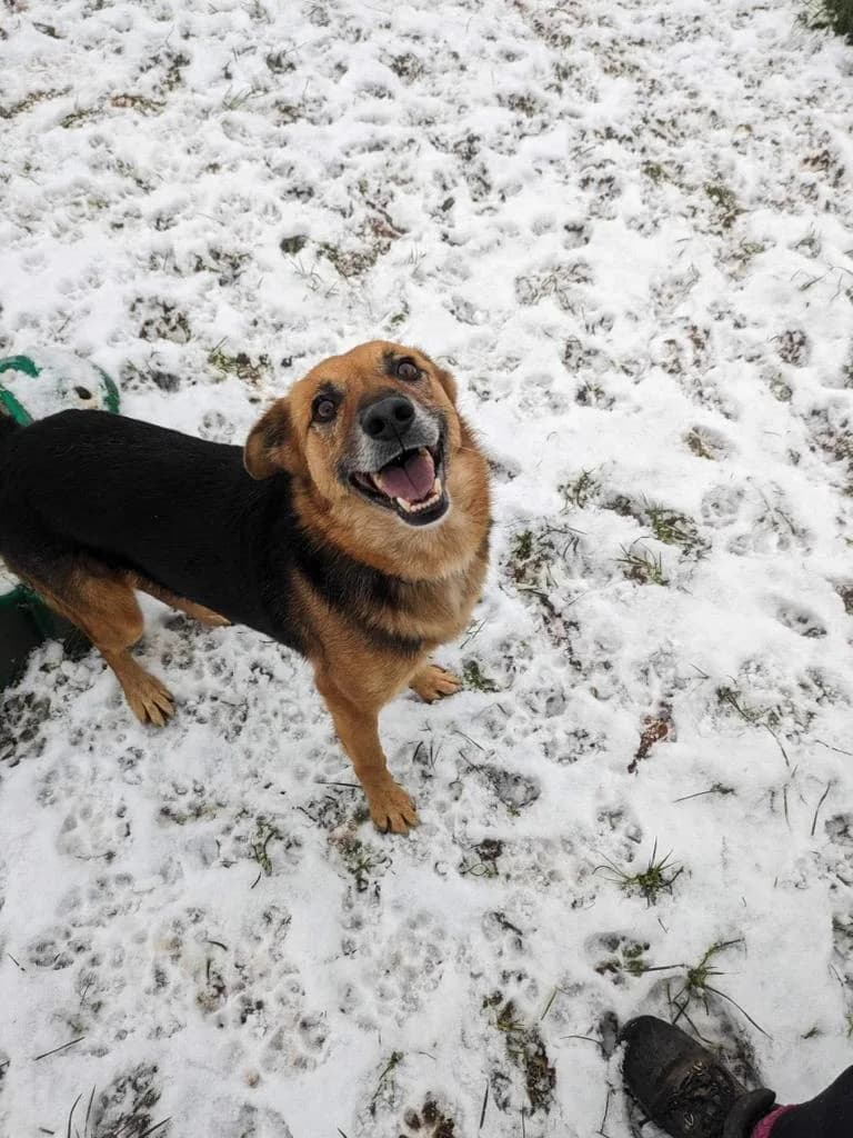 Star — Cross-breed