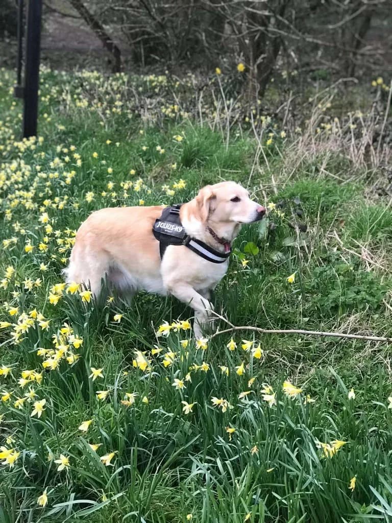 Honey — Cross-breed