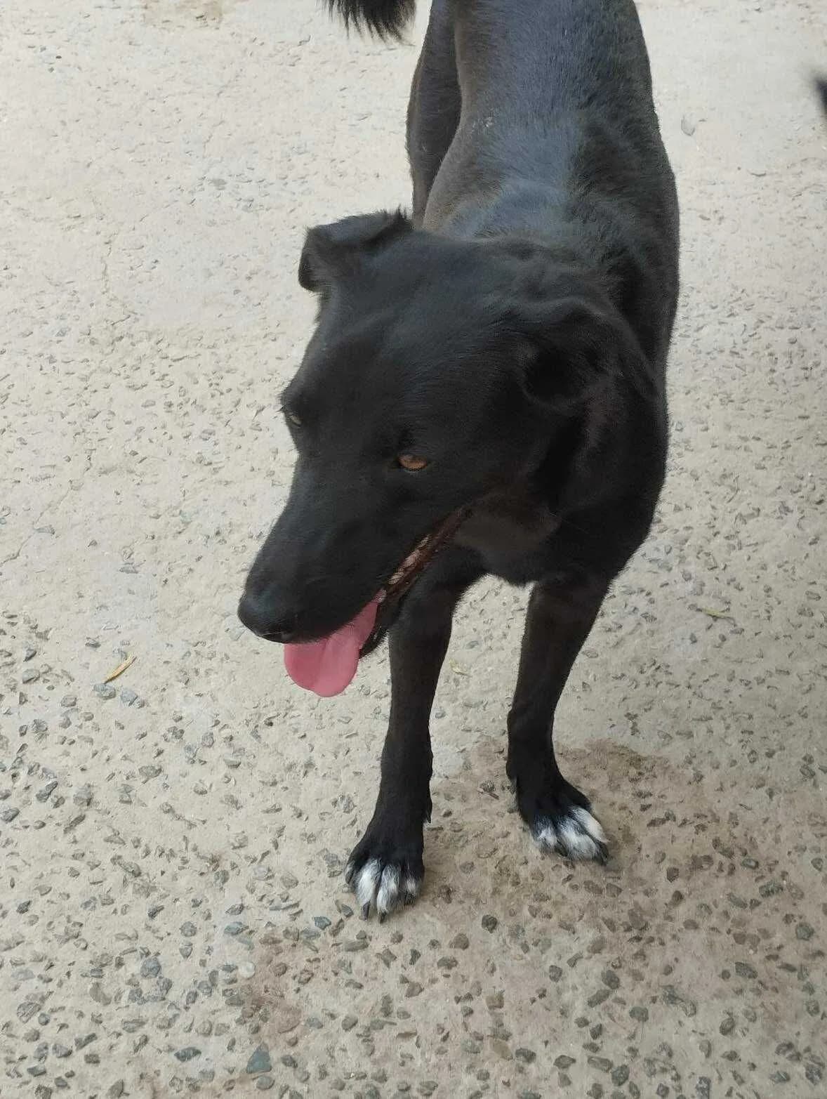 Joey — Cross-breed