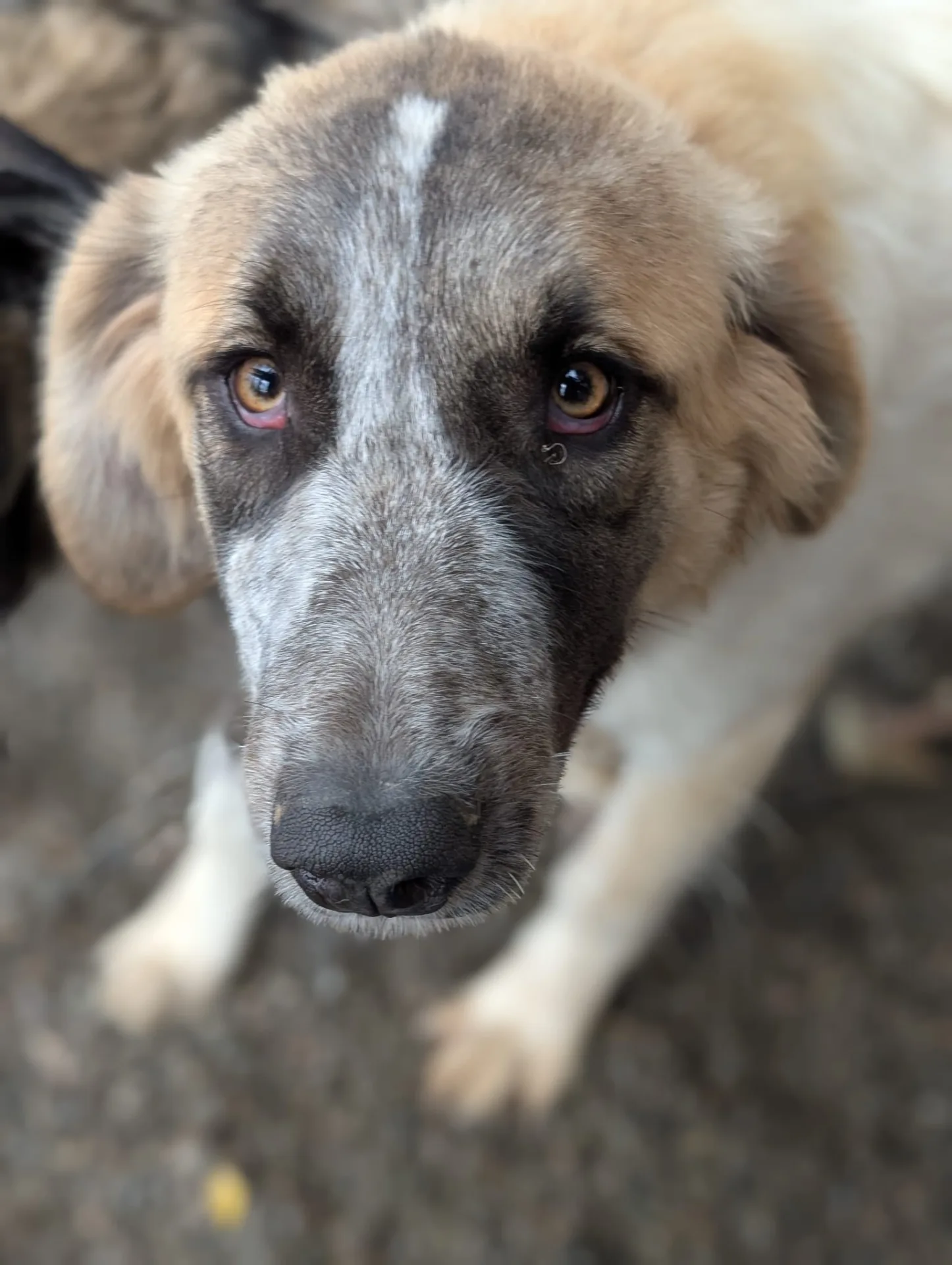 Islay — Cross-breed