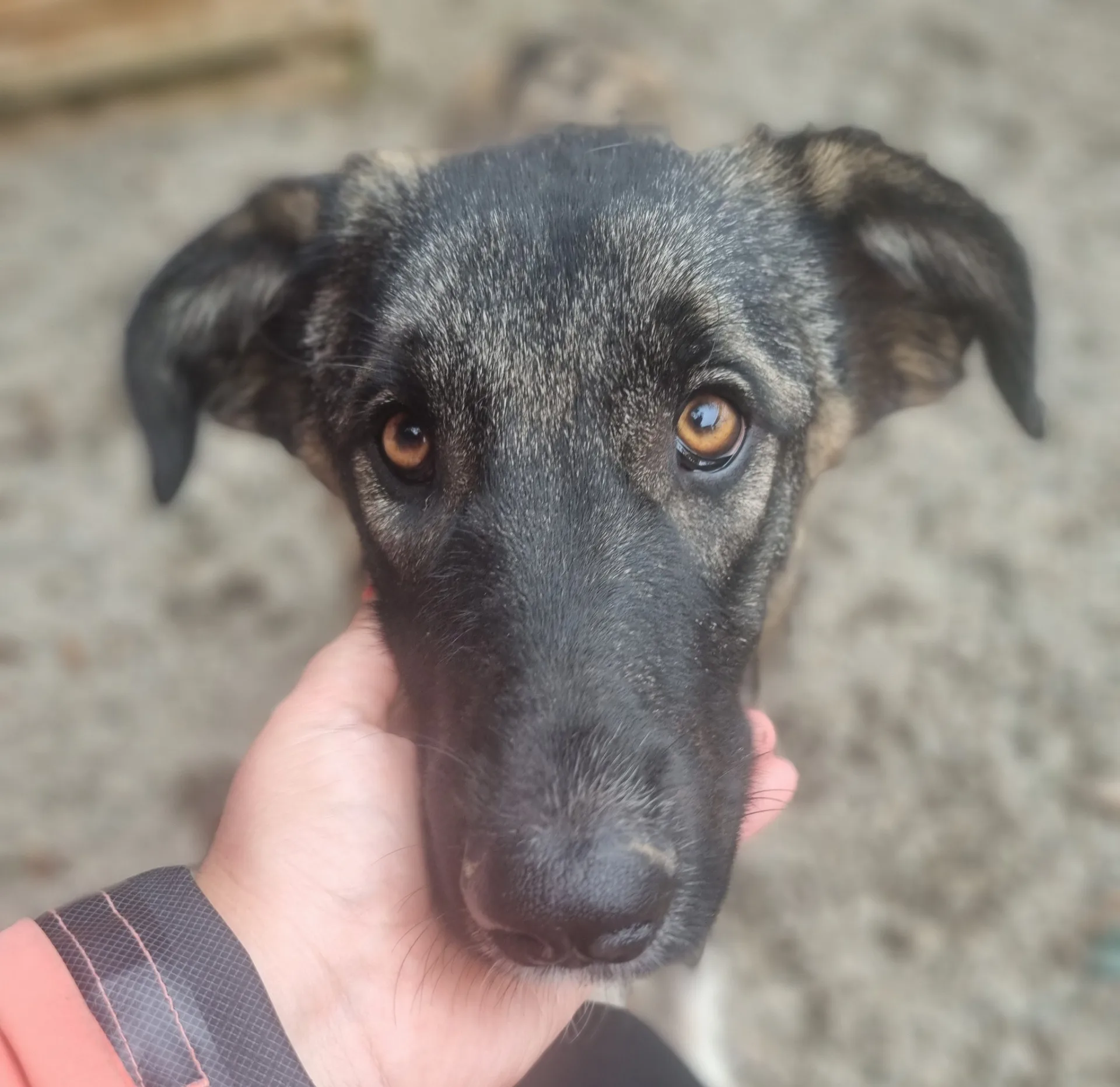 Skye — Cross-breed