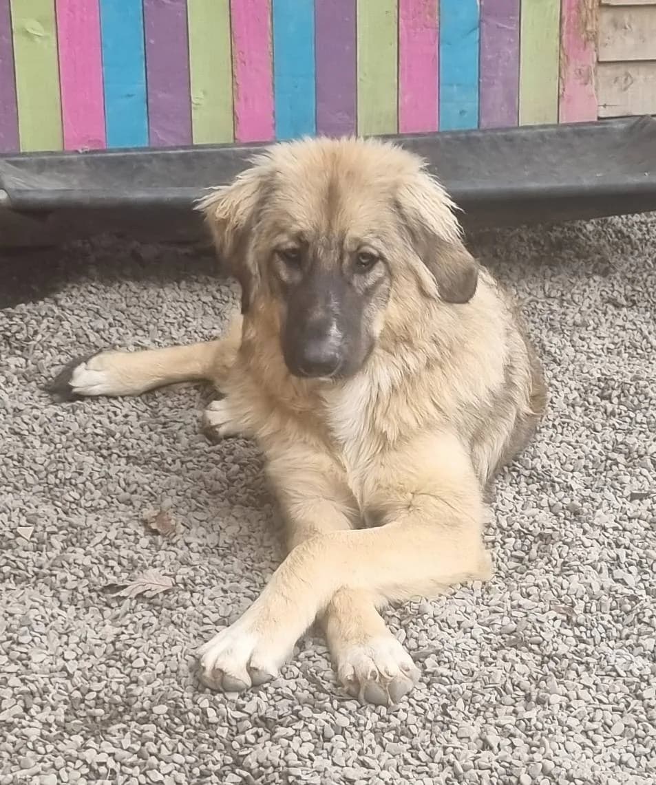 Iona — Cross-breed