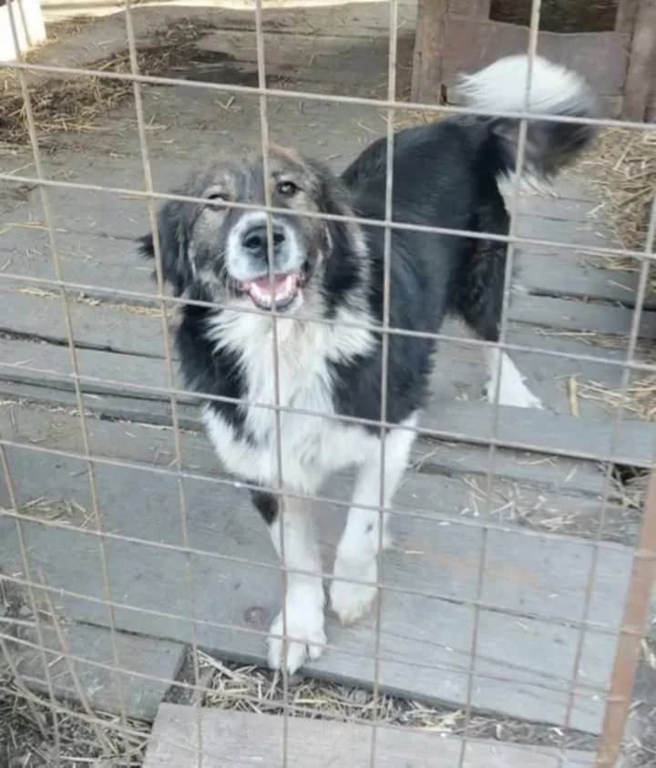 Ernesto — Border Collie Cross