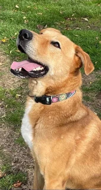 Alber’ — Cross-breed