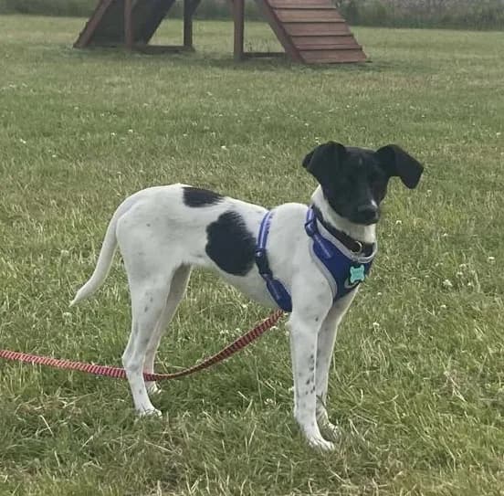 Stella — Pocket Pointer Cross