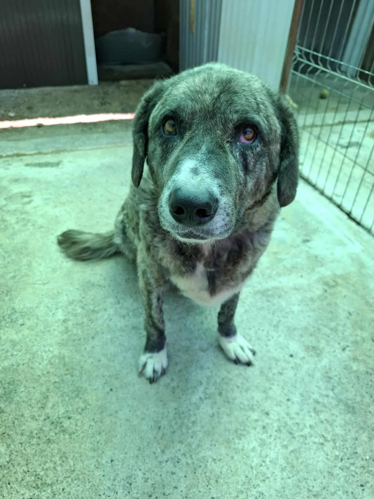 Tigris — Cross-breed