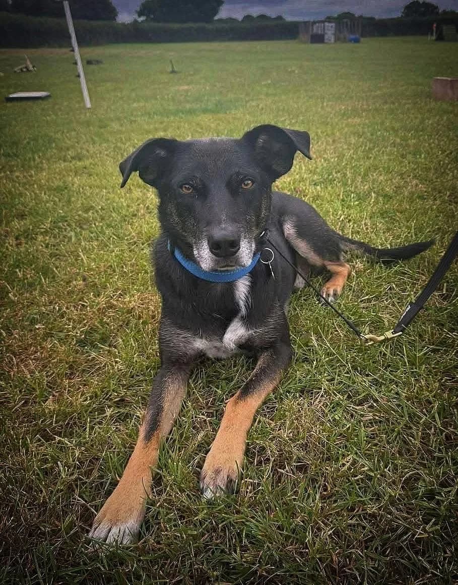 Bailee — Cross-breed