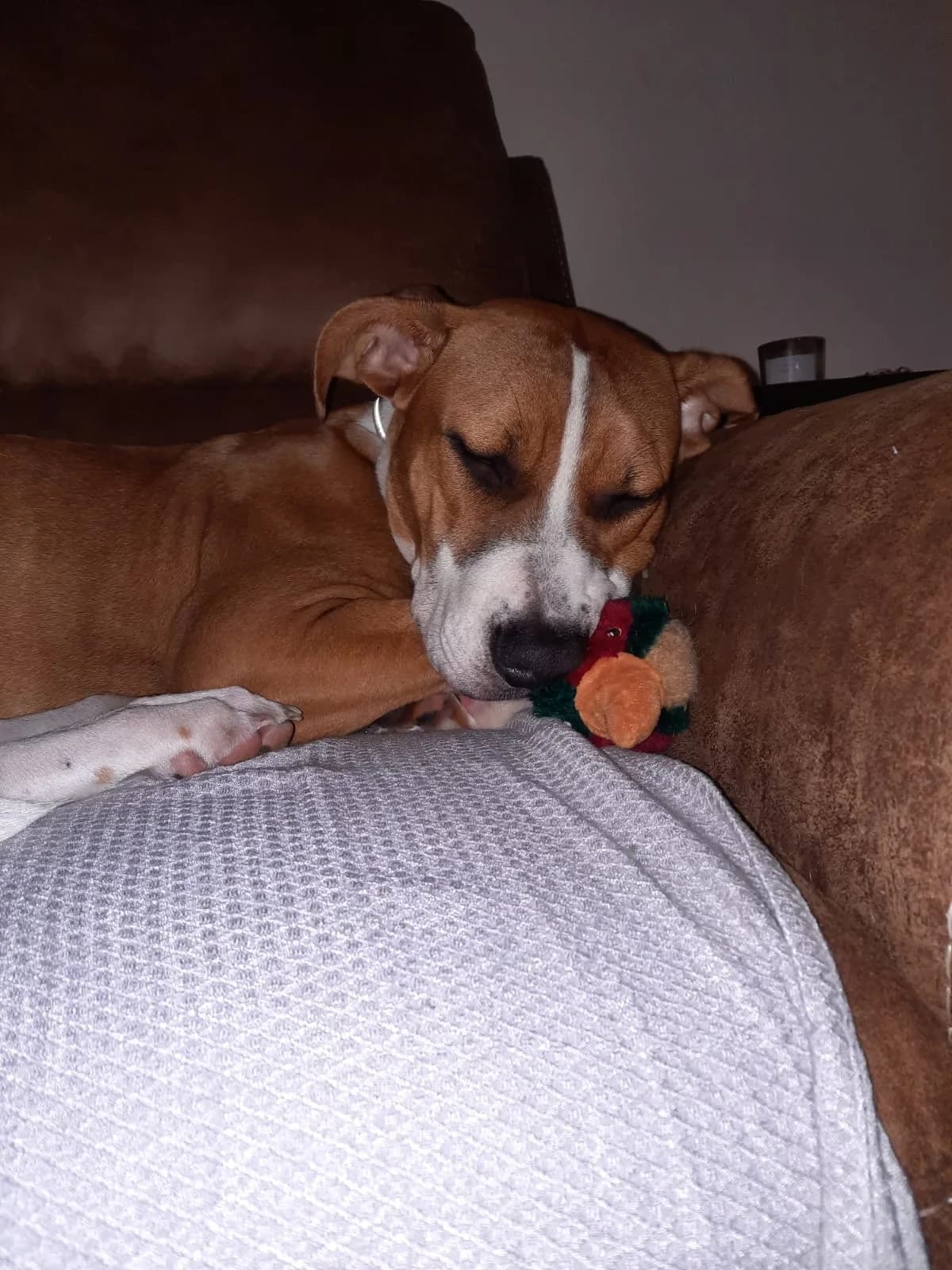 Kalli — Cross-breed