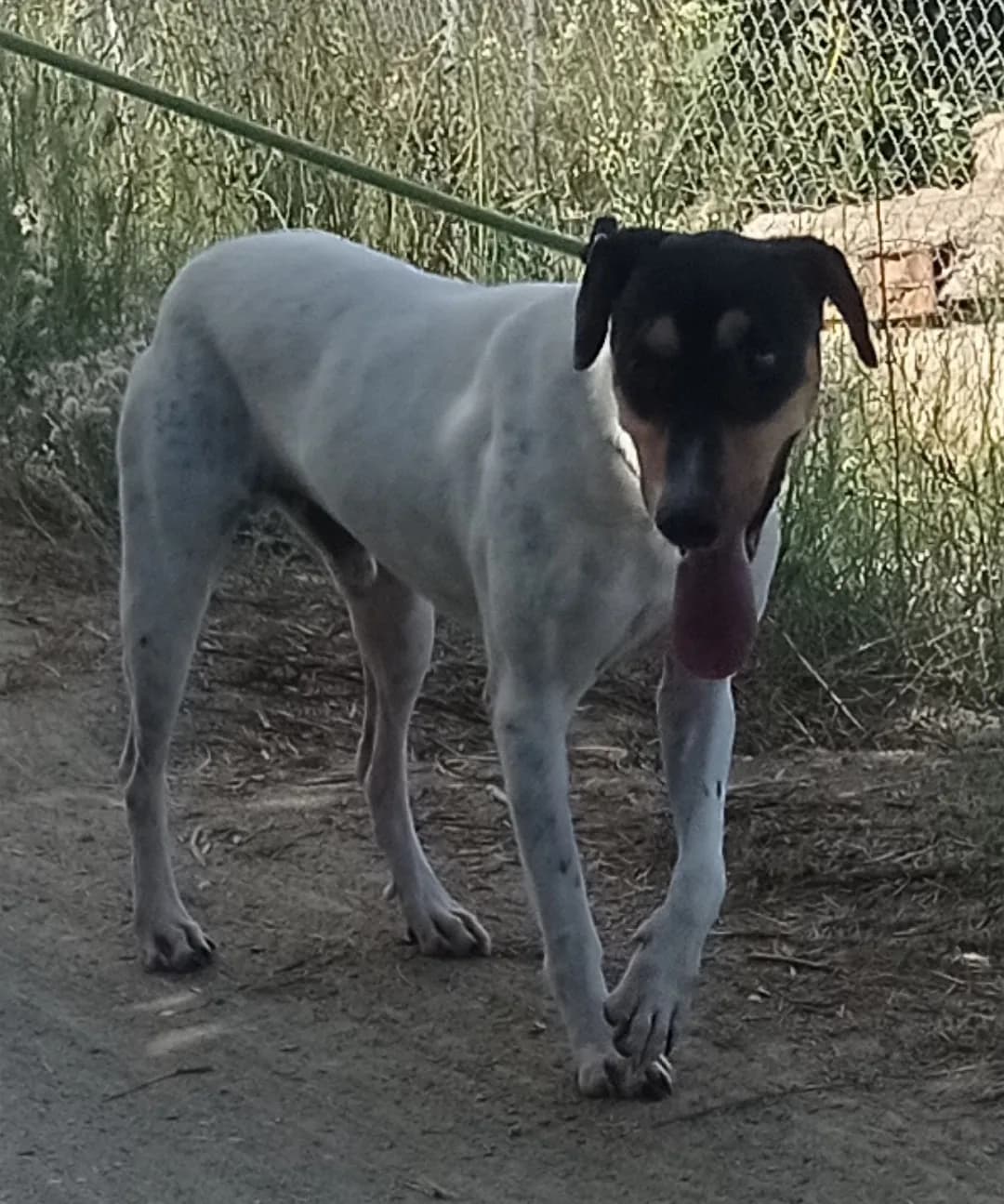 Rico — Spanish Bodeguero