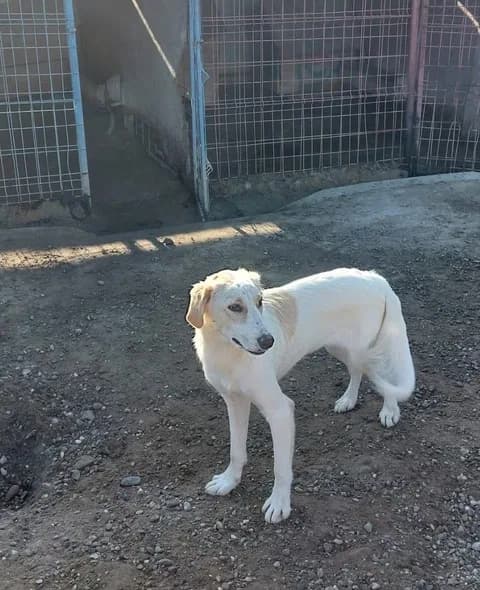 Lulu — Lurcher Cross