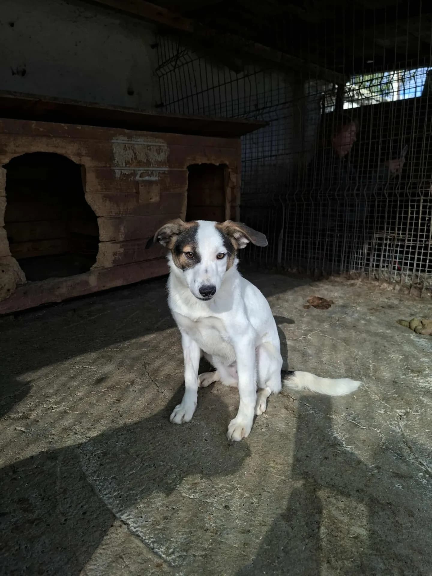 Carrie — Cross-breed