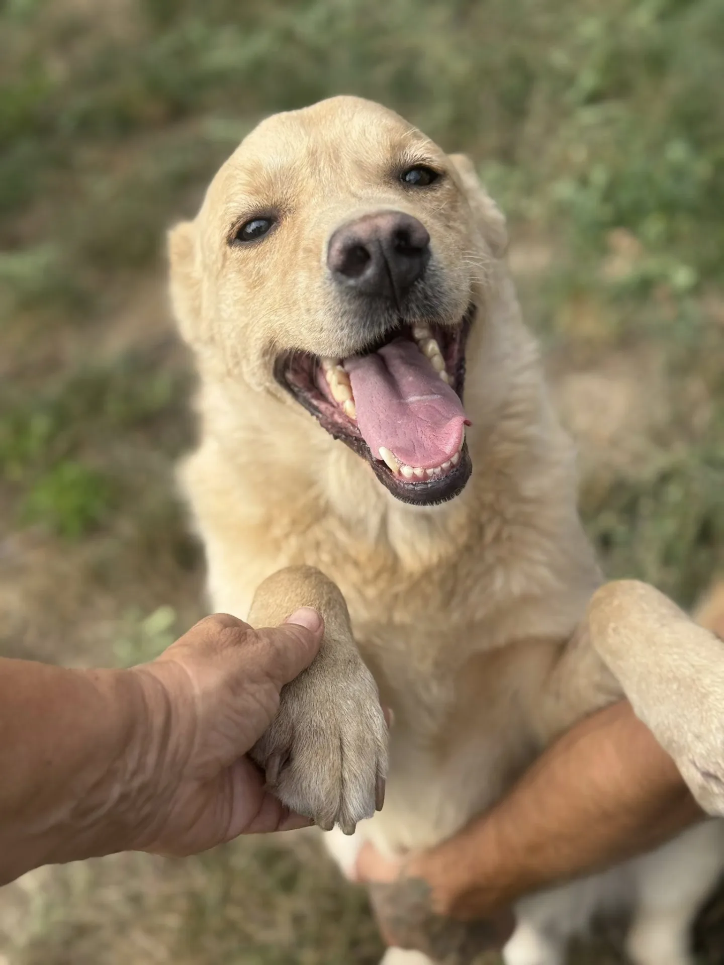 Basil — Labrador Retriever Cross